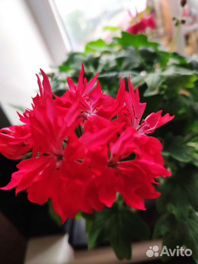 Пеларгония герань(черенок на срез)