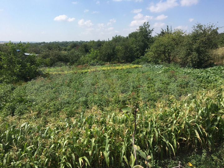 Участок 10 сот. (СНТ, ДНП)