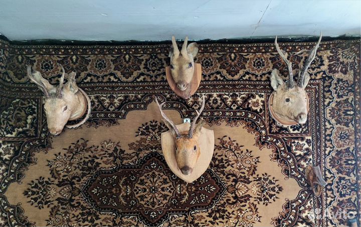 Чучела животных