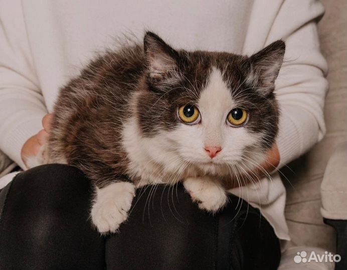 Котенок, мальчик