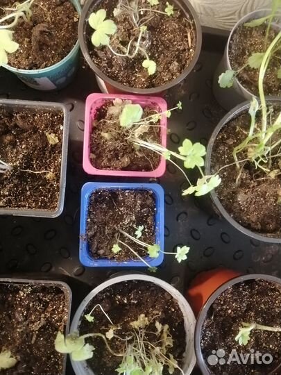 Рассада дельфиниума