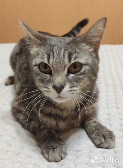 Спасите Моли