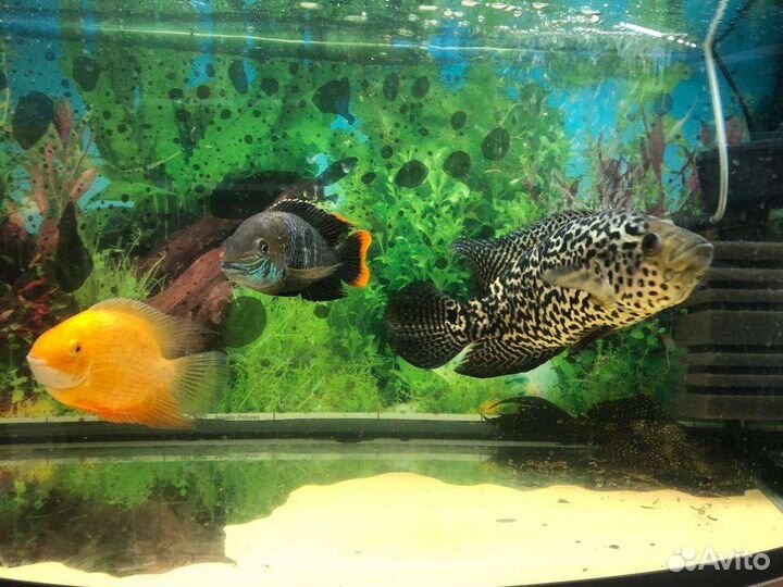 Цихлазома северум, Цихлазома манагуанская, Акара б