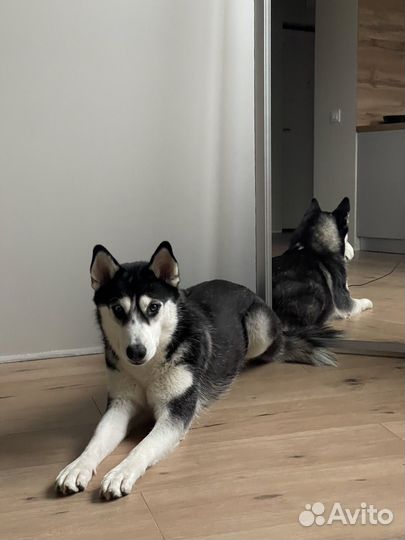 Хаски в добрые руки