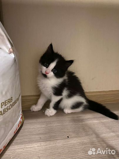 Ласковый котенок в добрые руки