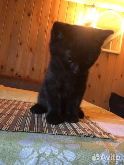 Котята добрые руки