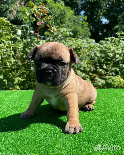 Французский бульдог щенки РКФ