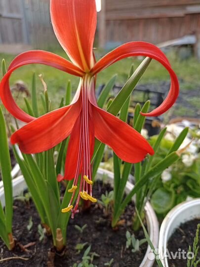 Зефирантес розовый и белый. Шпрекелия