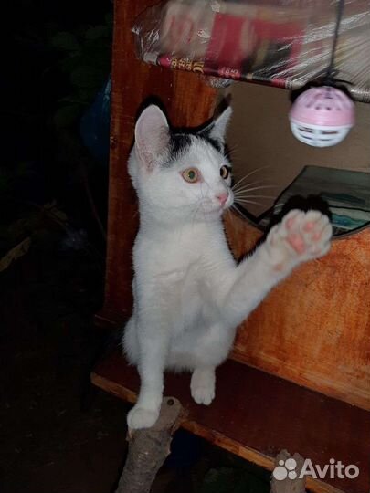 Котик подросток мальчик в добрые руки