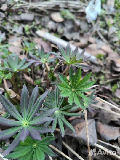 Цветы многолетники