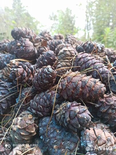 Кедровый орех продам