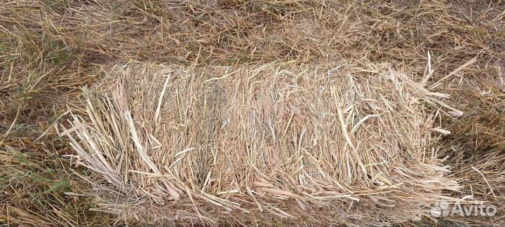 Солома ячменная в тюках