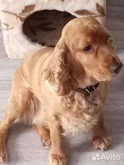 Стрижка собак и кошек