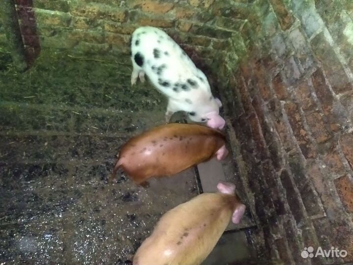 Поросята ландрас дюрок