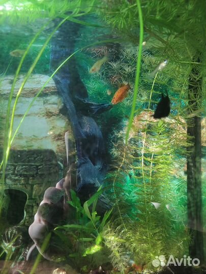 Аквариумные рыбки меченосцы