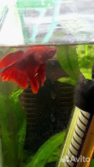 Аквариумные рыбки