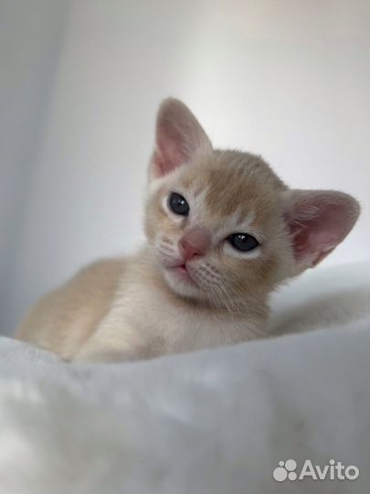 Бурманские котята крем