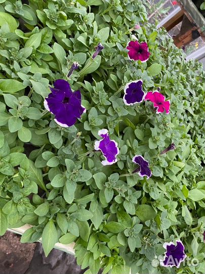 Рассада питуньи