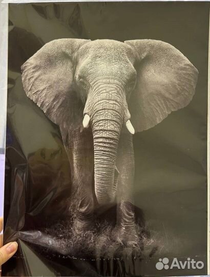 Постеры животные плакаты ч/б + Фоторамка А4 IKEA