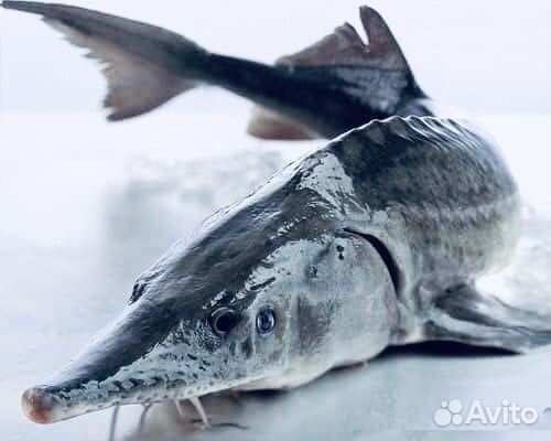 Жива рыба оптом. Зарыбление. Магазины