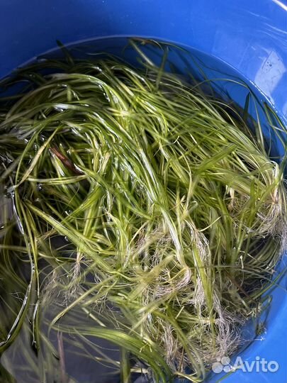 Валеснерия