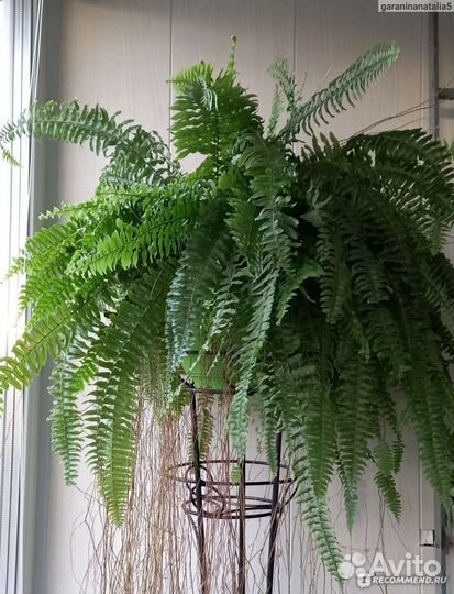 Папоротник нефролепис
