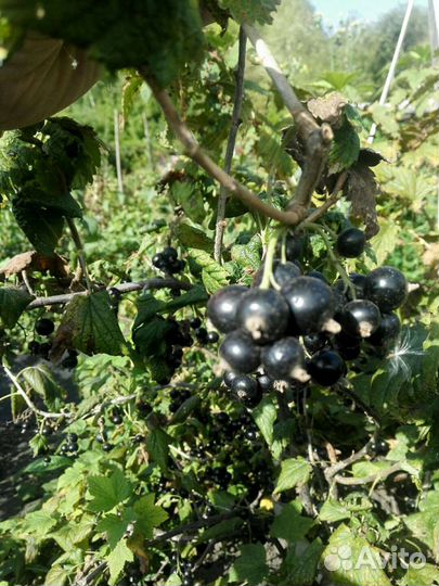 Смородина сортовая