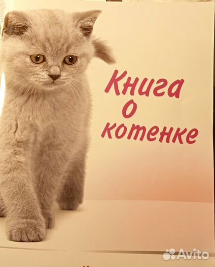 У вас появился котёнок