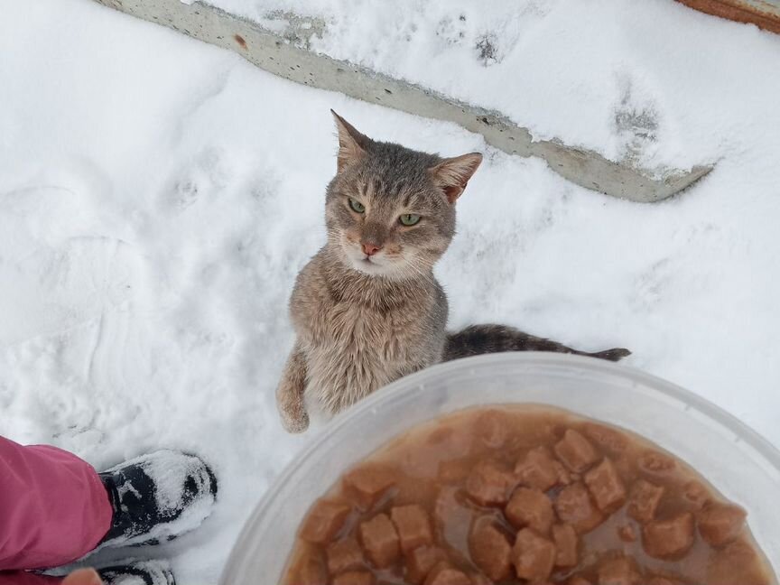 Кот Барсик ищет новый дом