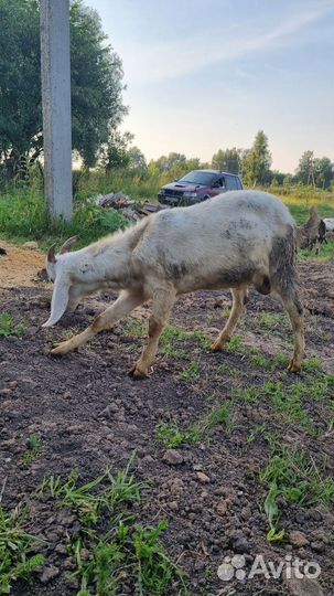 Нубийский козлик на племя