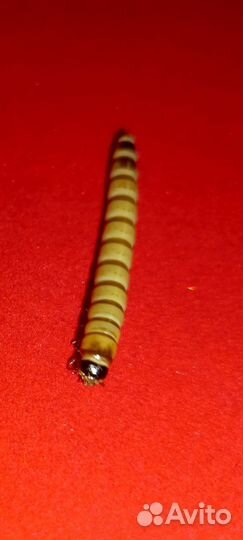 Зофобас живой