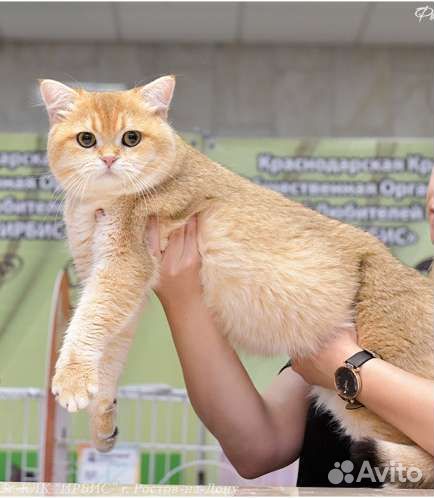 Британский золотой кот на вязку