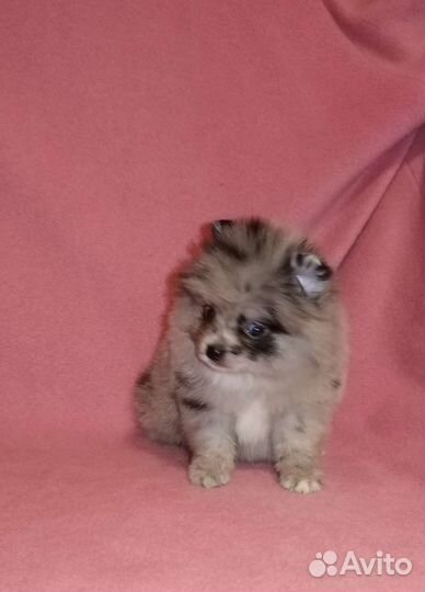 Эксклюзивные малыши