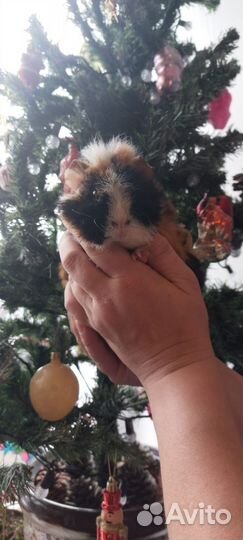 Морская свинка