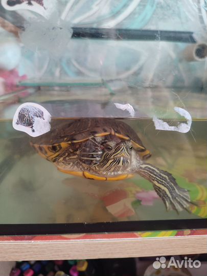 Отдам черепаху с аквариумом