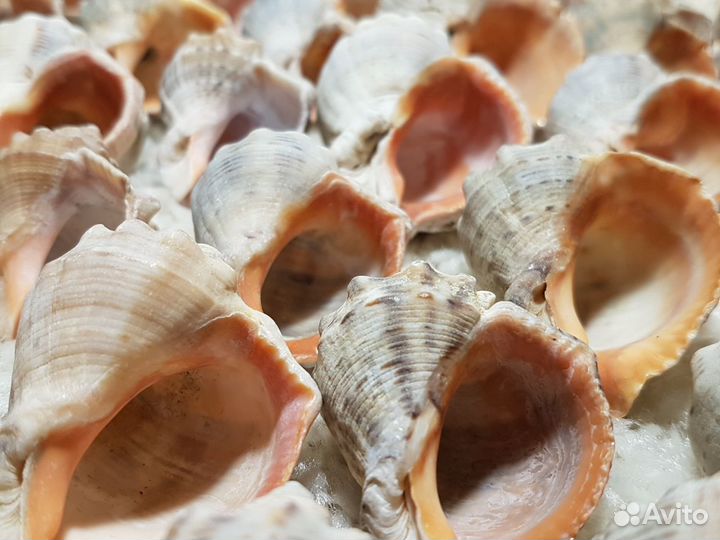 Ракушка рапаны в аквариум