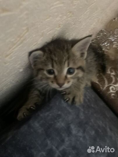 Отдам котёнка