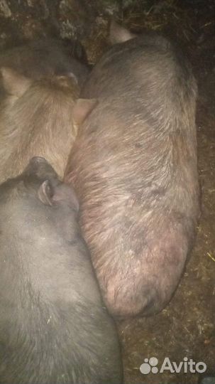 Предлагаются вьетнамские свиньи оптом