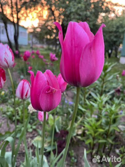 Луковицы тюльпанов