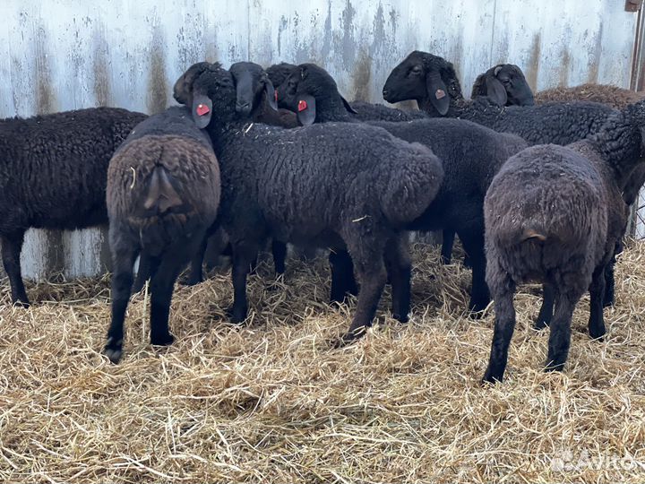 Баранчики Гиссарской породы