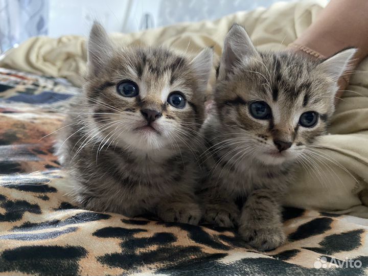 Котята в добрые руки даром