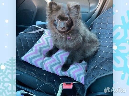 Померанский шпиц