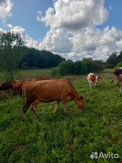 Нетель джерси стельные