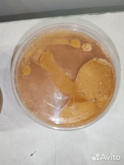 Мёд в сотах. Разнотравье. Алтай. Авитодоставка