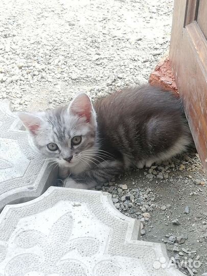 Девочка в добрые руки