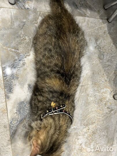 Кошка в дар