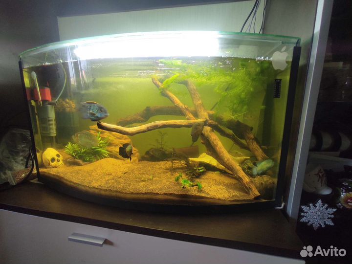 Аквариумные рыбки Тверь-Торжок-Кувшиново-Осташков