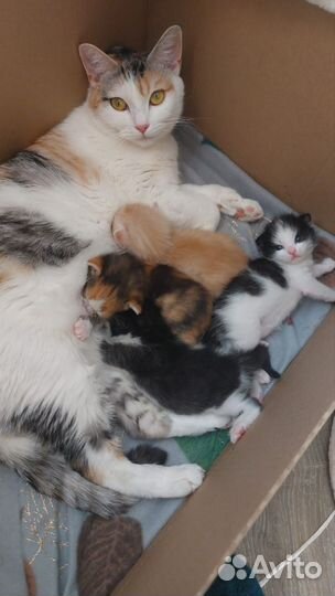 Кошки в добрые руки