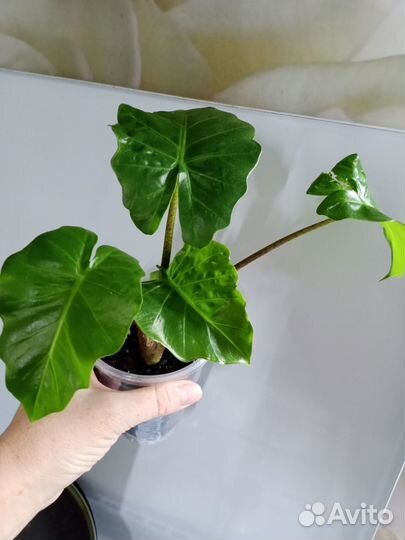 Алоказия Low Rider