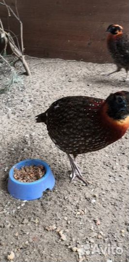 Ушастые фазаны, Темминка